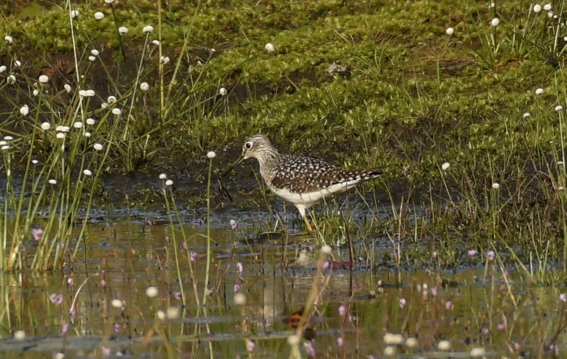 Einsiedelwasserläufer - ML563723491