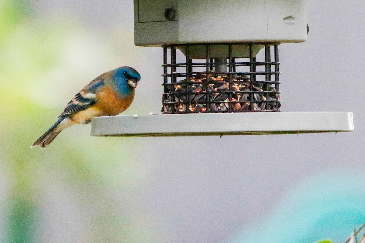 Lazuli Bunting - Byron Stone