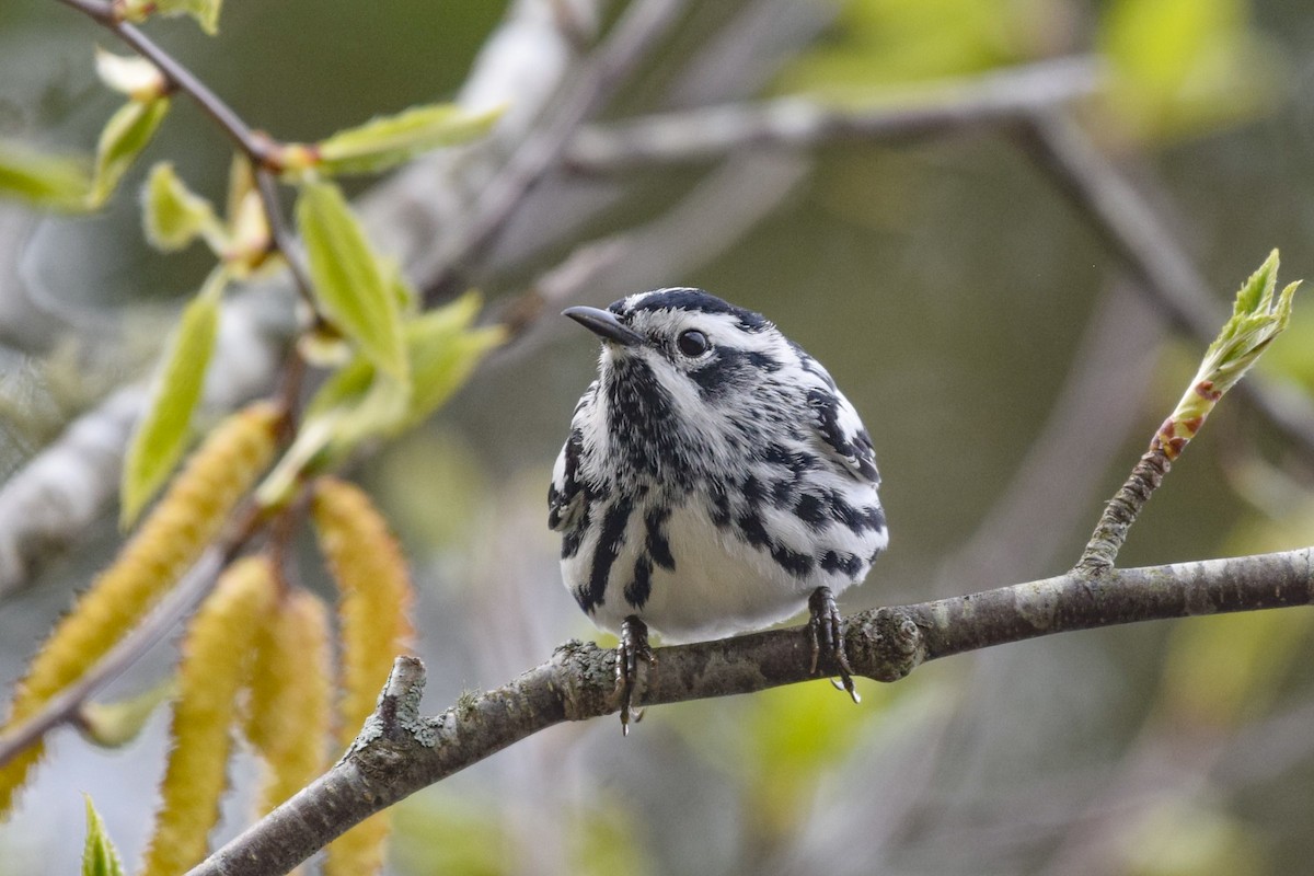 Black-and-white Warbler - Patrick Felker