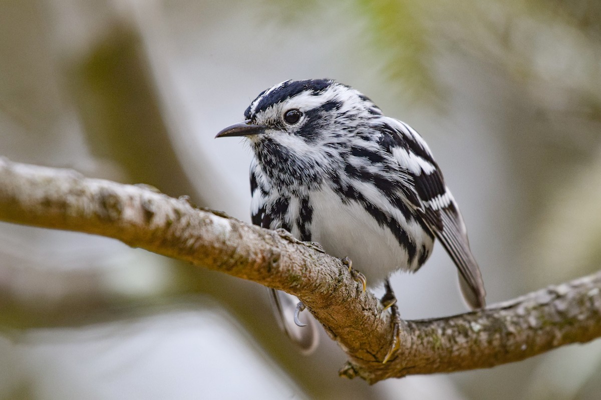 Black-and-white Warbler - Patrick Felker