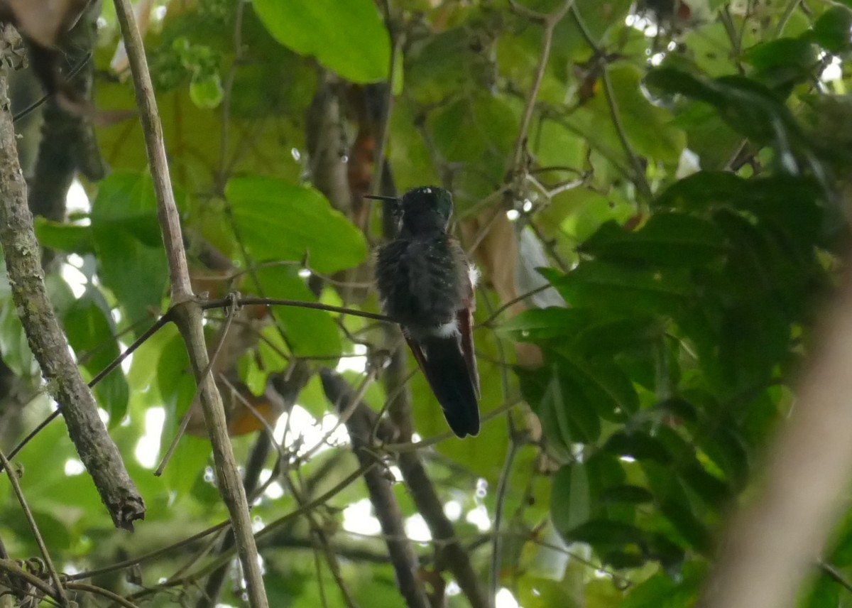 Garnet-throated Hummingbird - ML563724511
