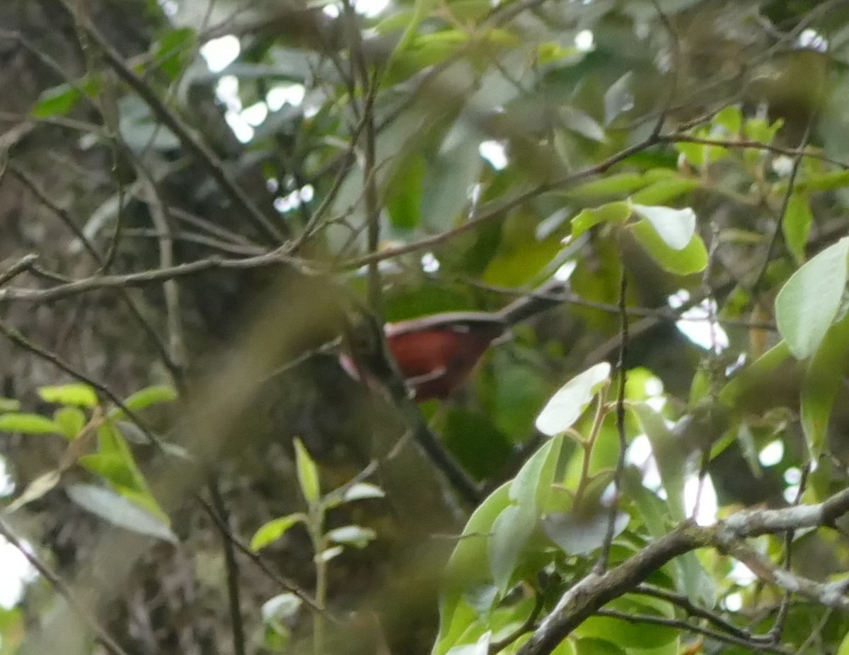 Pink-headed Warbler - ML563724781