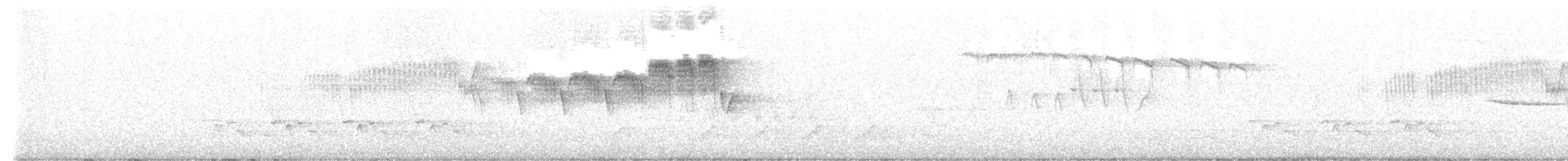 stryparula - ML563724931