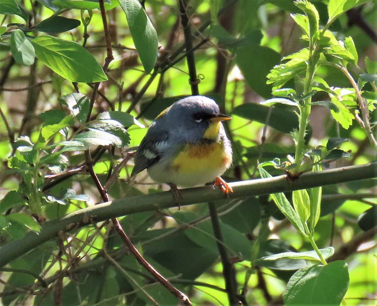 stryparula - ML563725191