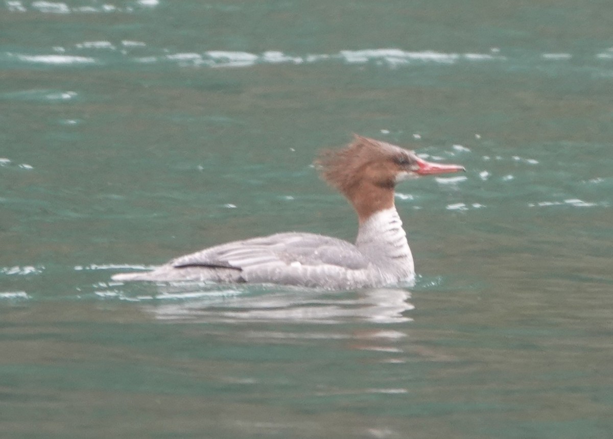 Common Merganser - ML563726751