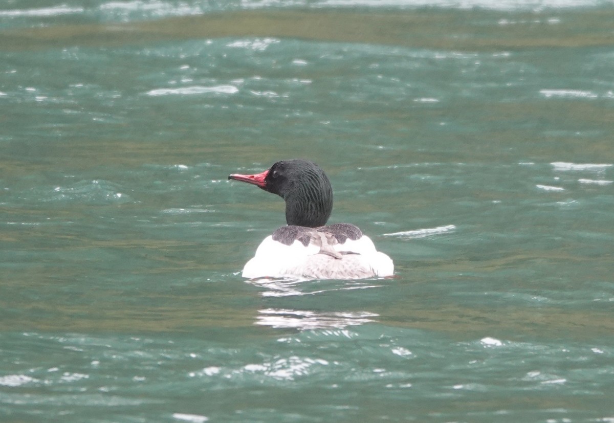 Common Merganser - ML563726761