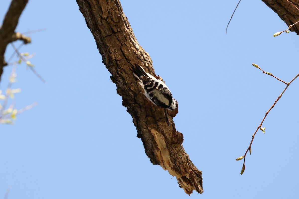 Hairy Woodpecker (Eastern) - Will Krohn