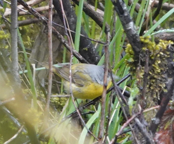 Nashville Warbler - ML563726941