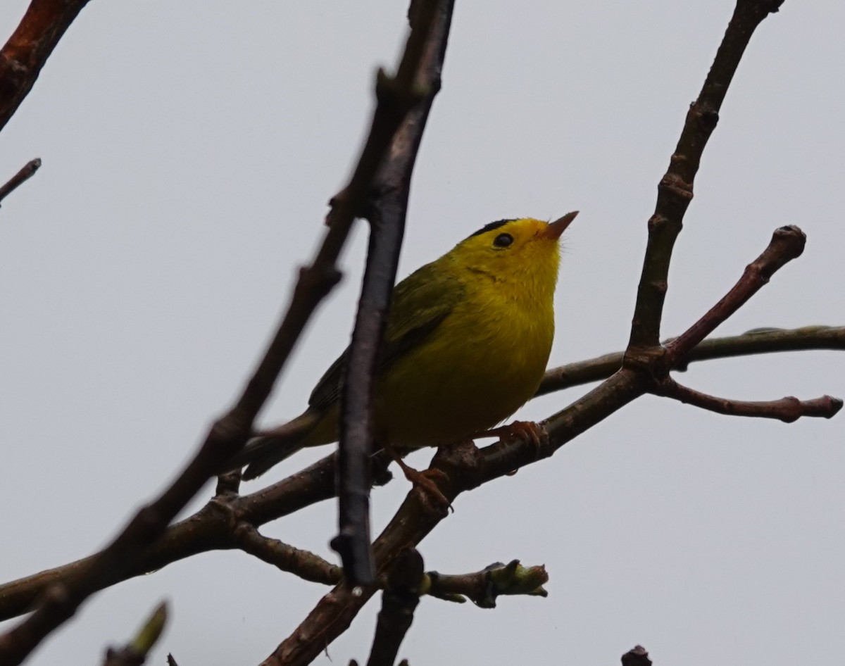 Wilson's Warbler - ML563727111