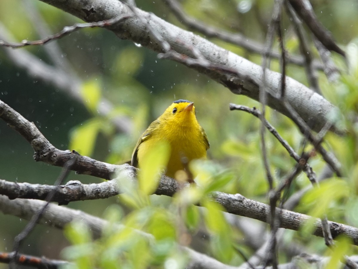 Wilson's Warbler - ML563727121