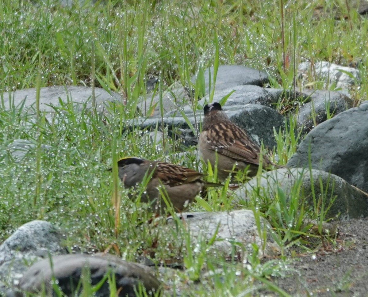 Golden-crowned Sparrow - ML563727281