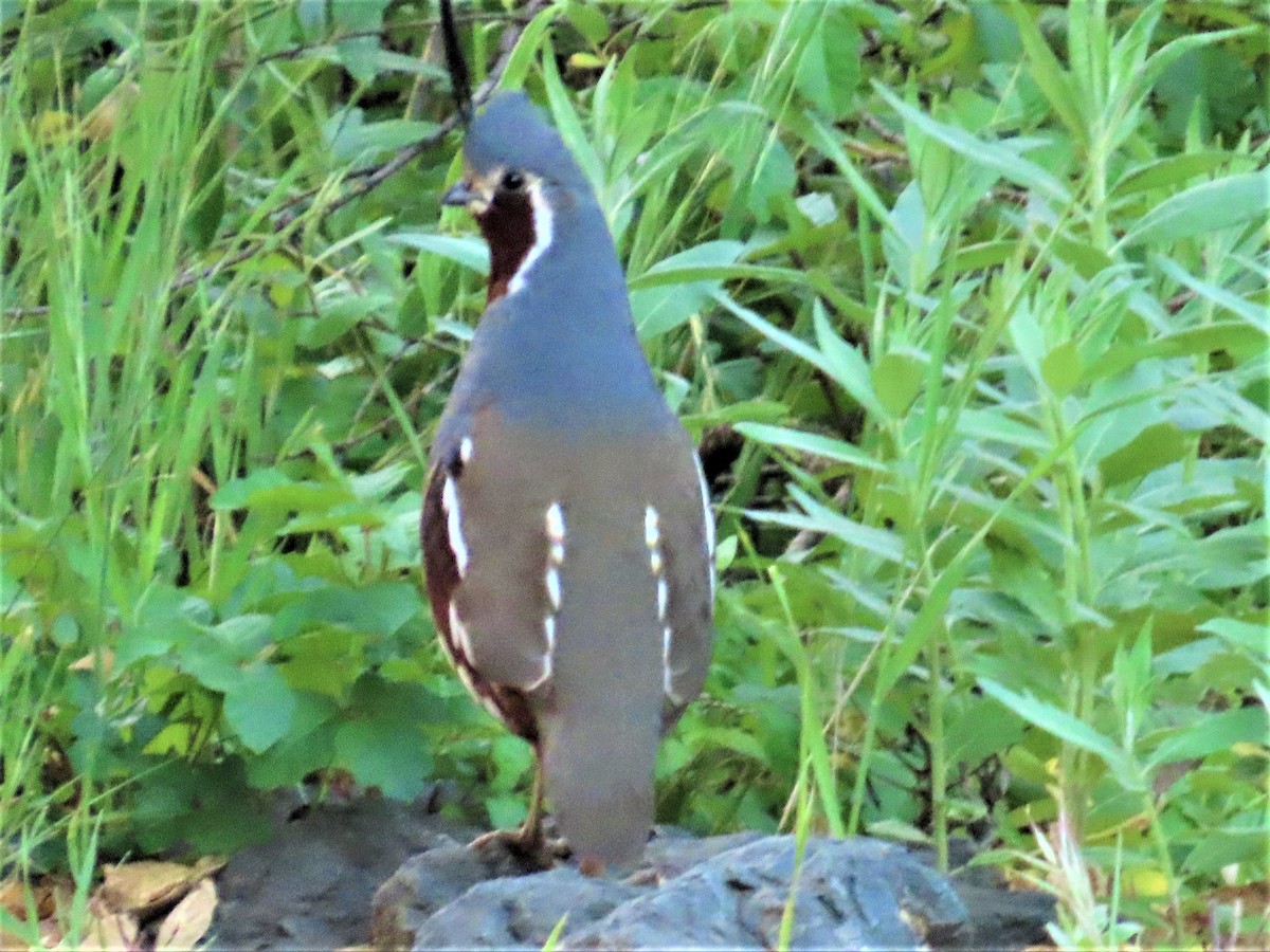 Mountain Quail - ML563727581