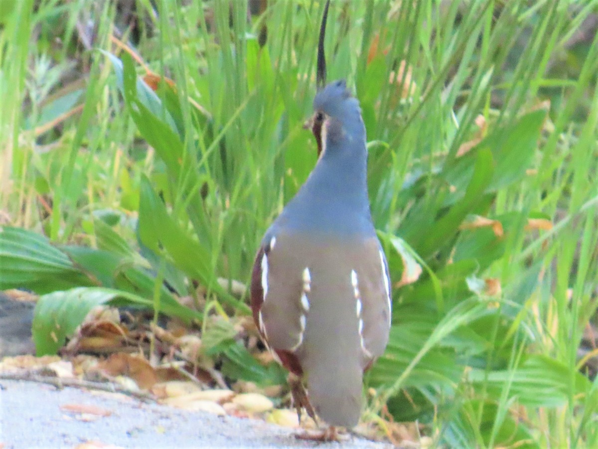 Mountain Quail - ML563727691