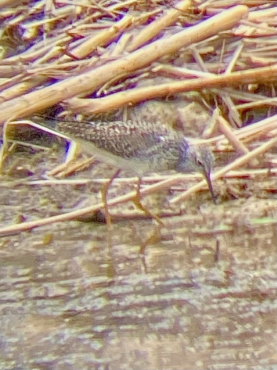 Lesser Yellowlegs - ML563728831