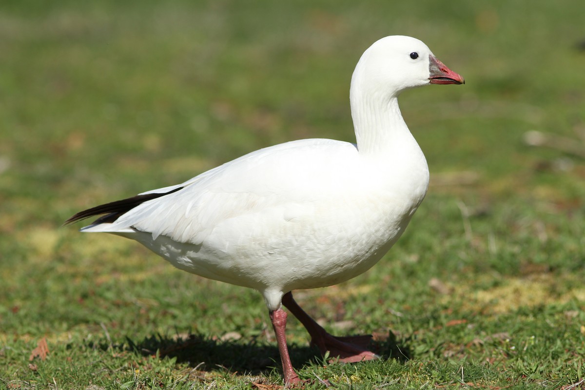 ML563729241 - Ross's Goose - Macaulay Library