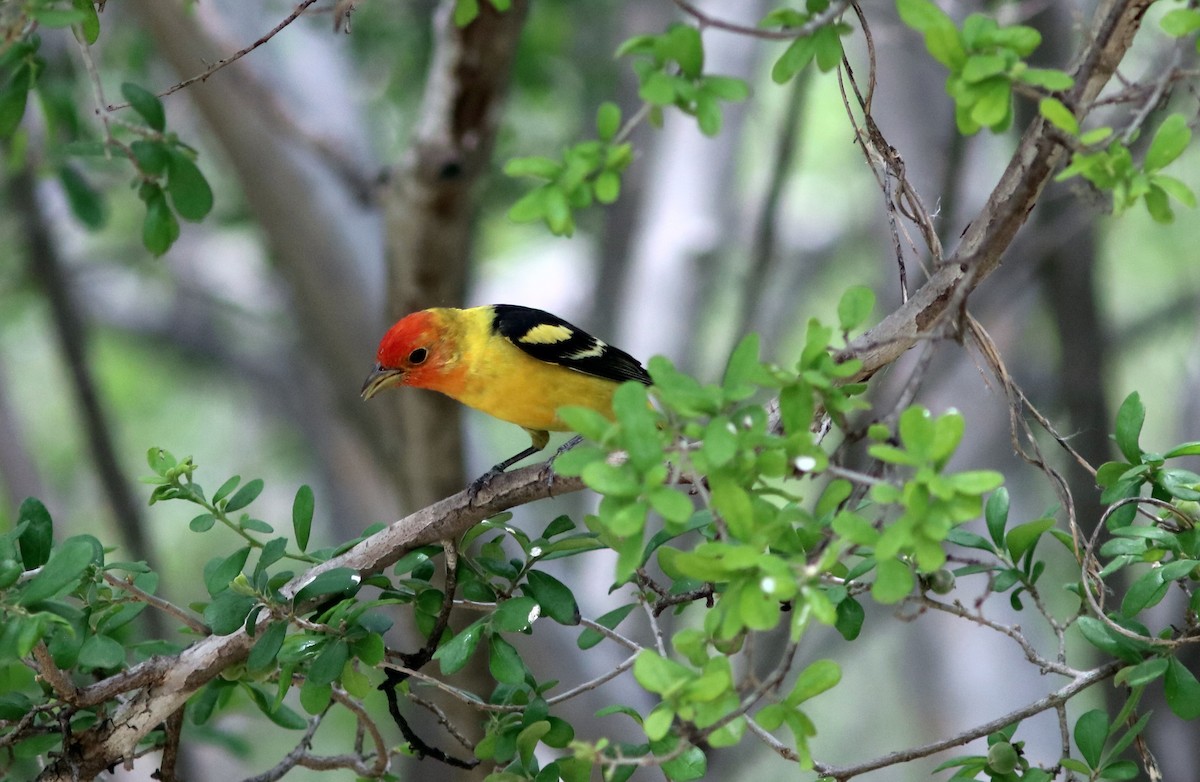 Western Tanager - John Drummond