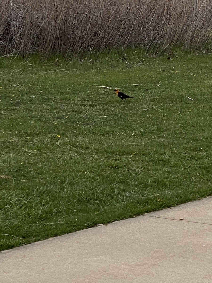 Yellow-headed Blackbird - ML563730371