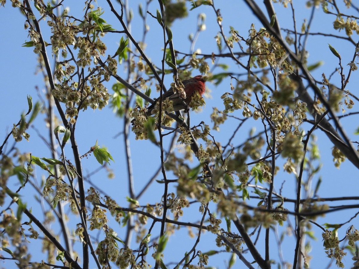 Purple Finch - Beth Lenoble