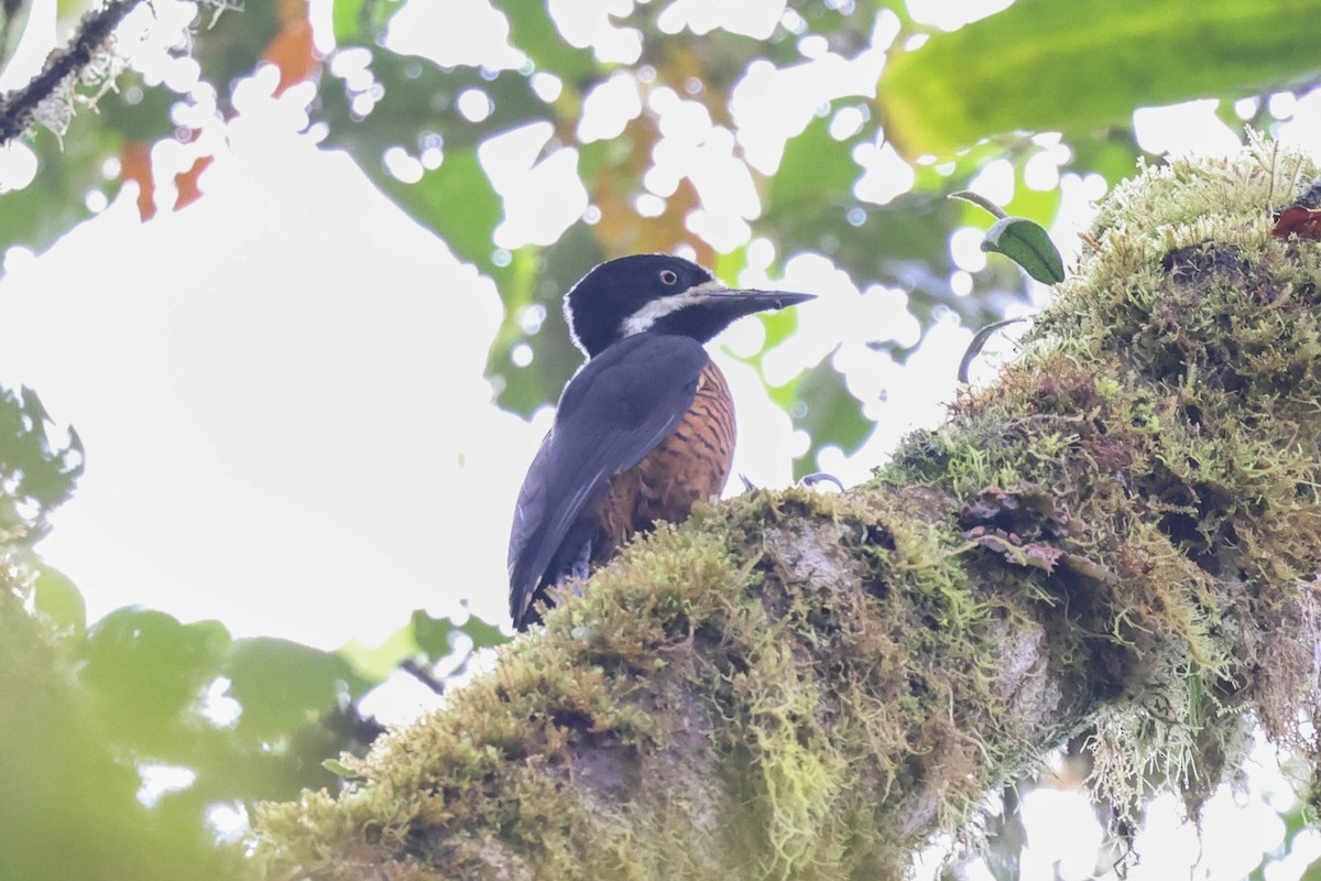 Powerful Woodpecker - ML563731651