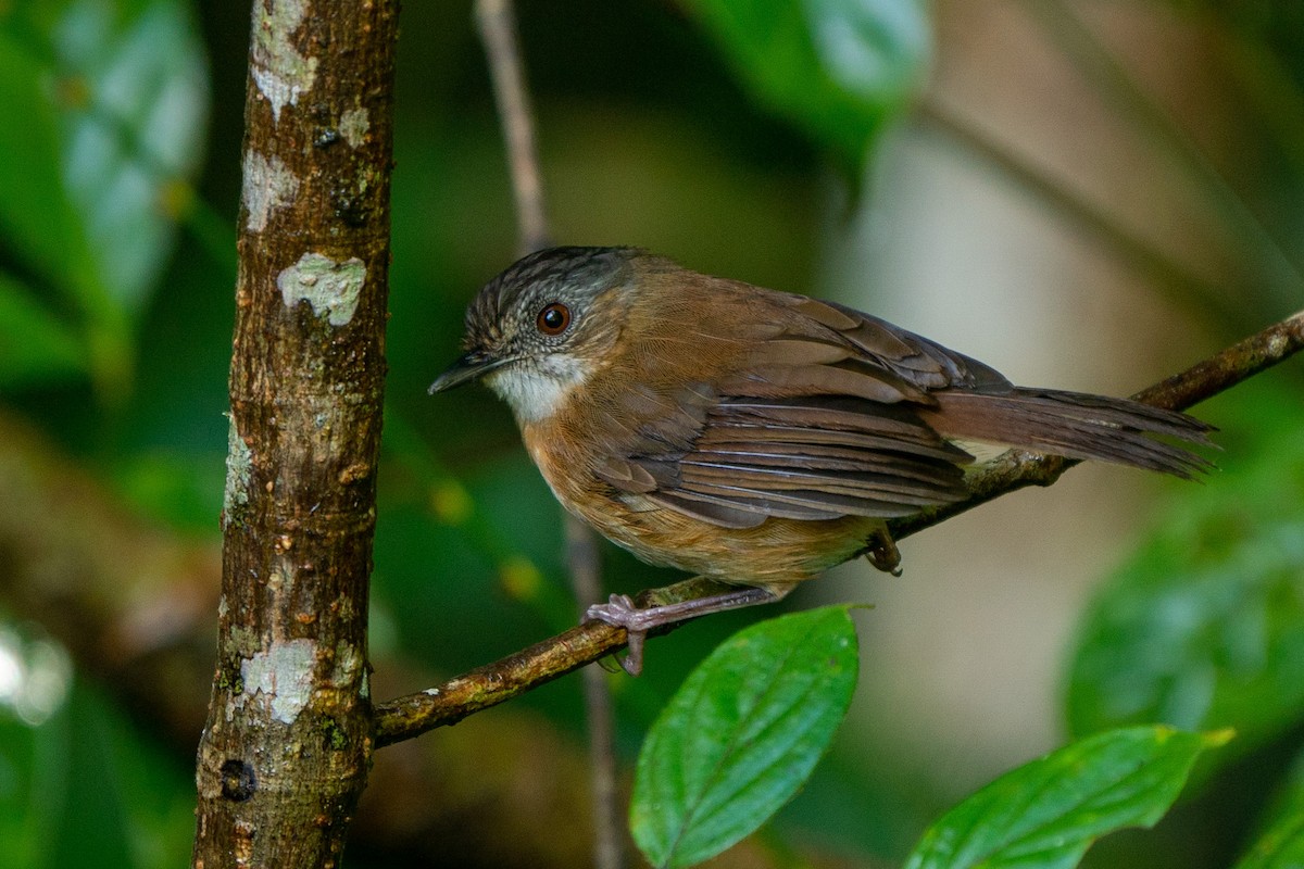 Temminck's Babbler - Songkran Thongon