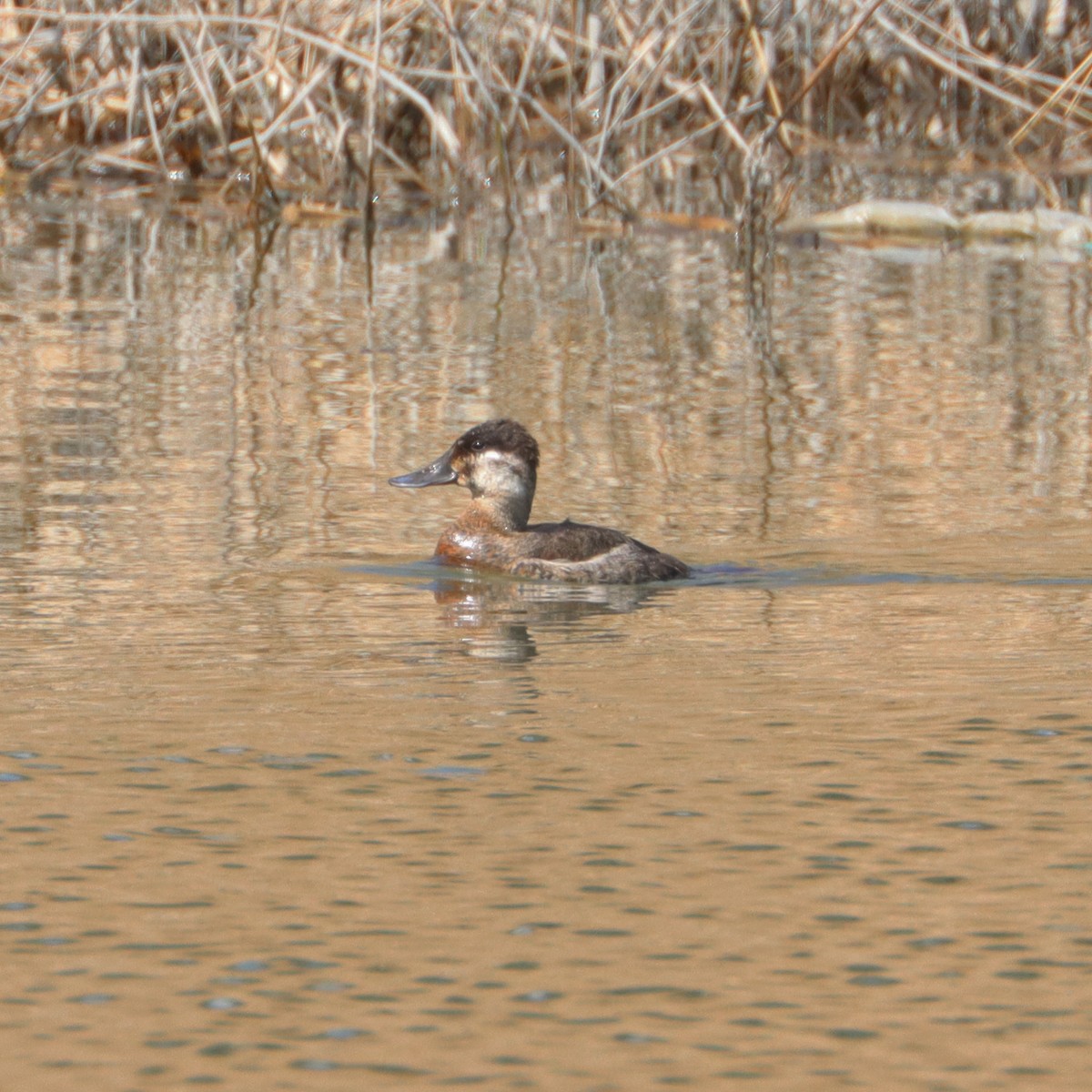 Ruddy Duck - François Smith