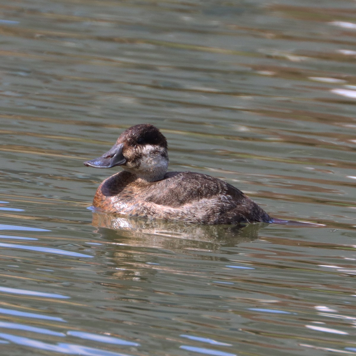 Ruddy Duck - ML563734211