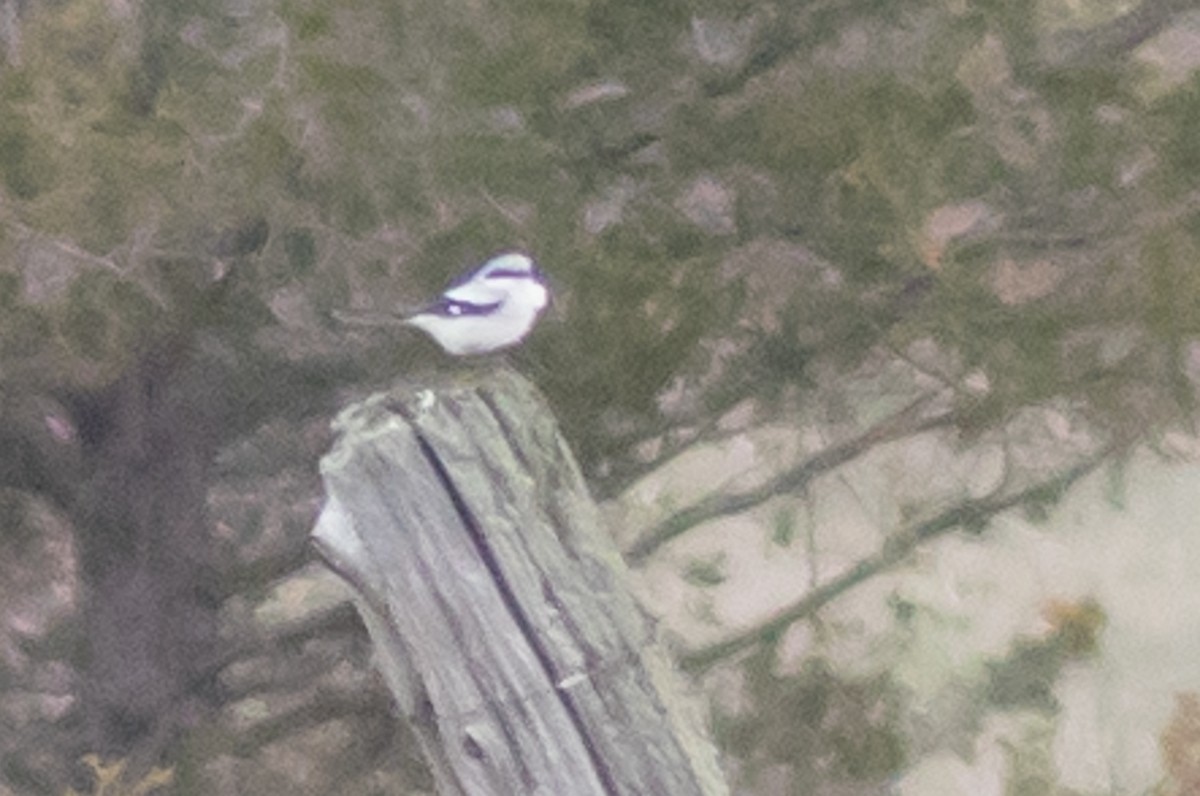 Loggerhead Shrike - ML56373521