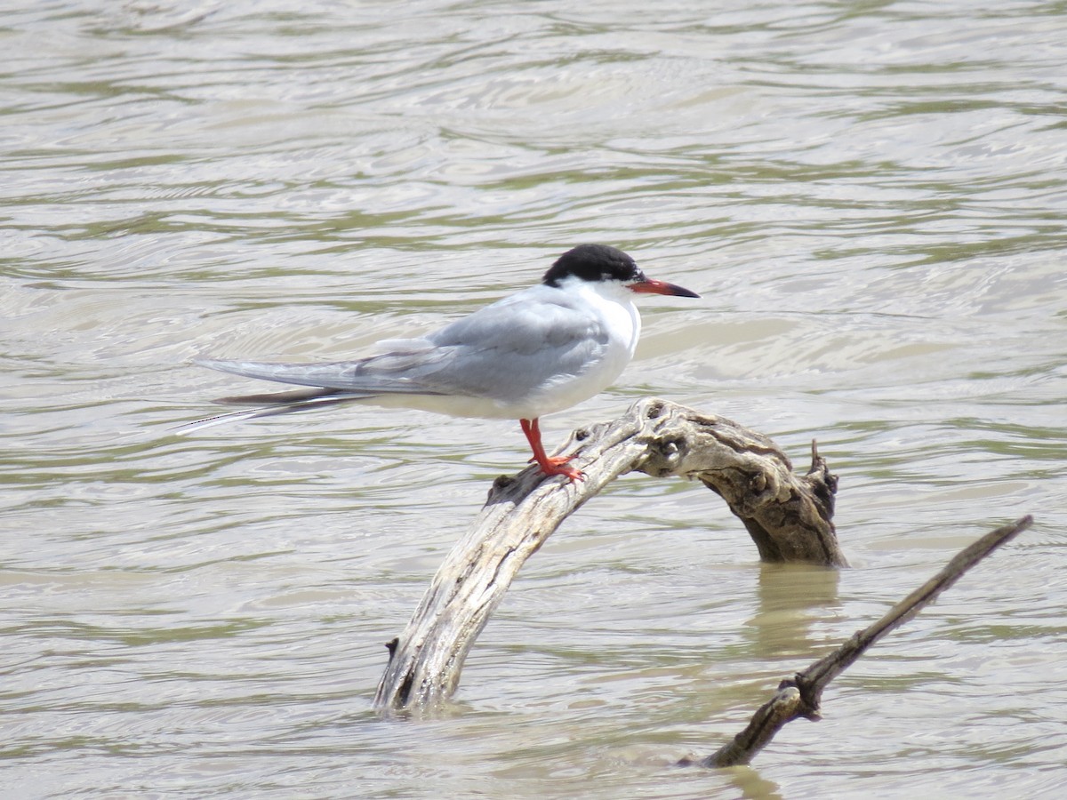 Forster's Tern - ML563737321