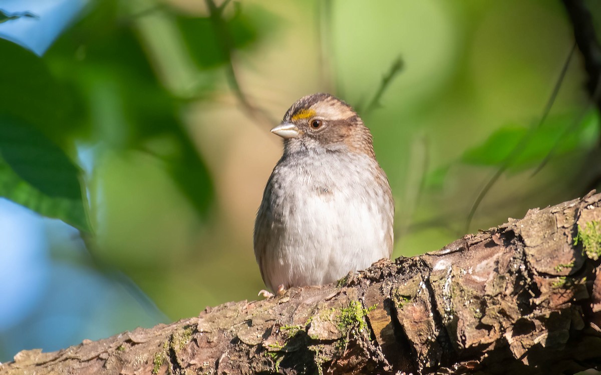 White-throated Sparrow - Jordan Broadhead