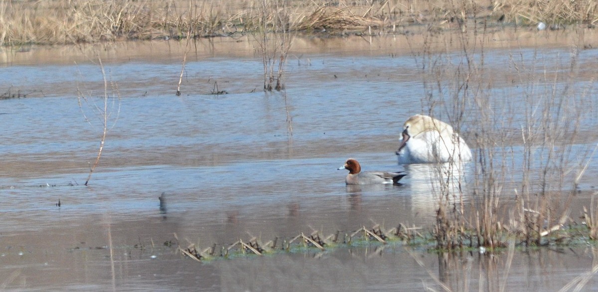 Eurasian Wigeon - ML563741641