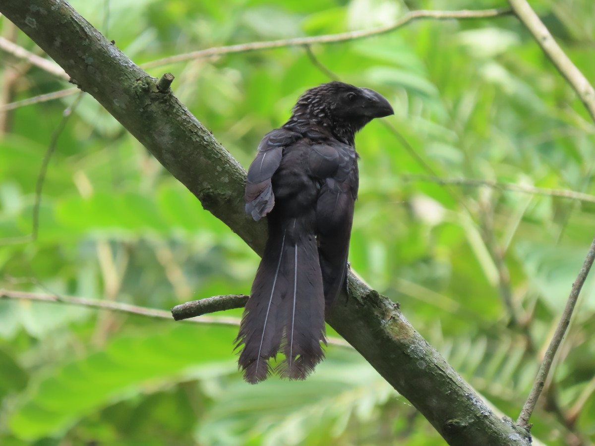 Smooth-billed Ani - ML563741771