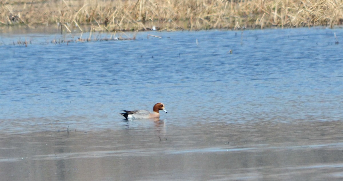 Eurasian Wigeon - ML563741951