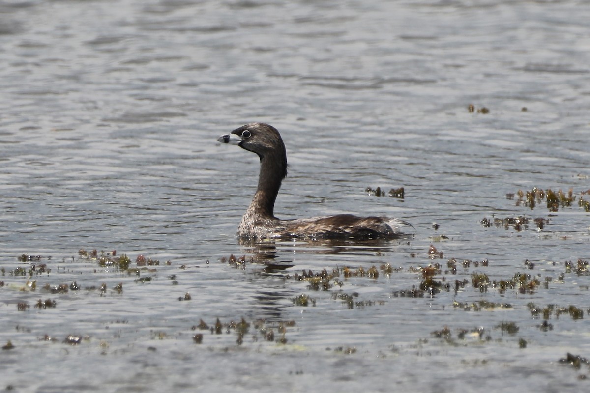 Pied-billed Grebe - Glenn Blaser