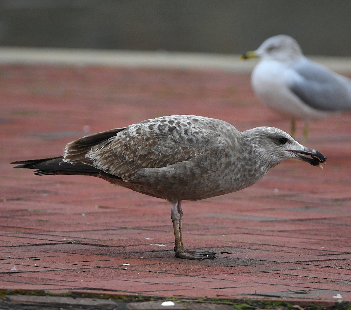 American Herring Gull - ML563746271