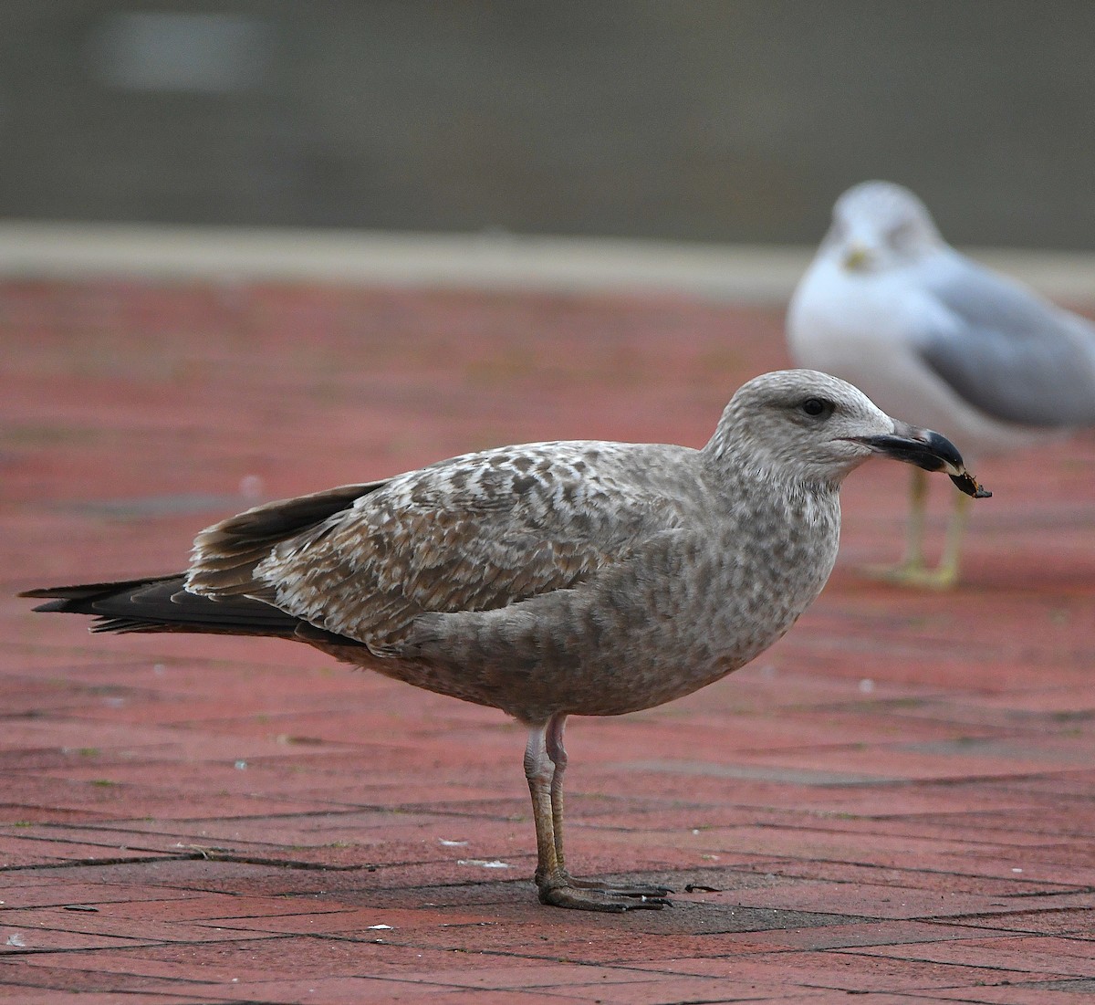 American Herring Gull - ML563746801
