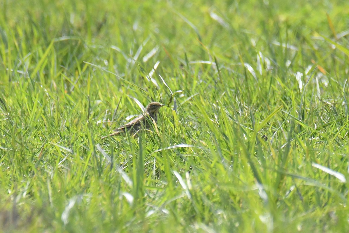 Red-throated Pipit - ML563748181