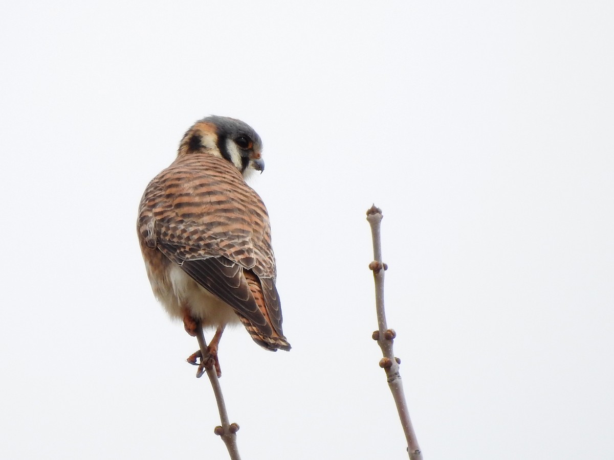 American Kestrel - ML563749811