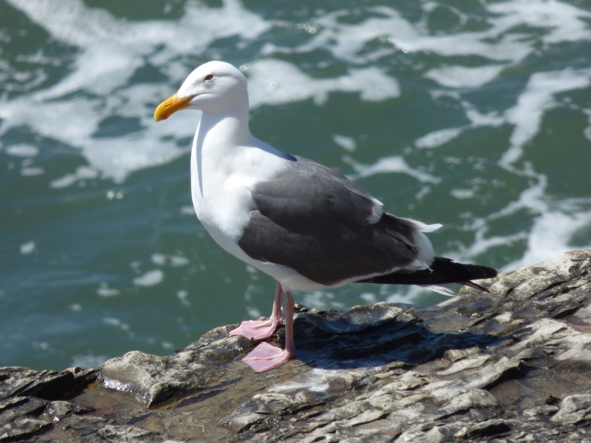 Western Gull - ML563750091