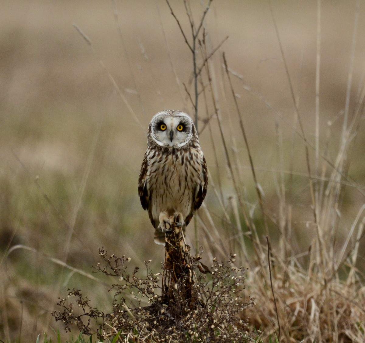 Short-eared Owl - ML56375231