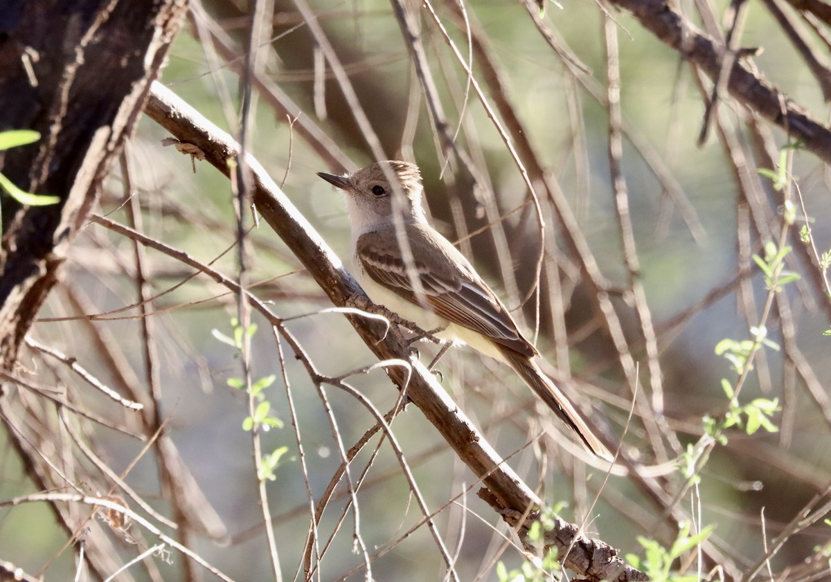 Ash-throated Flycatcher - Kevin  Brix