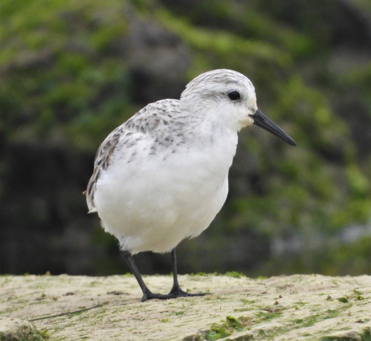 Bécasseau sanderling - ML563752731