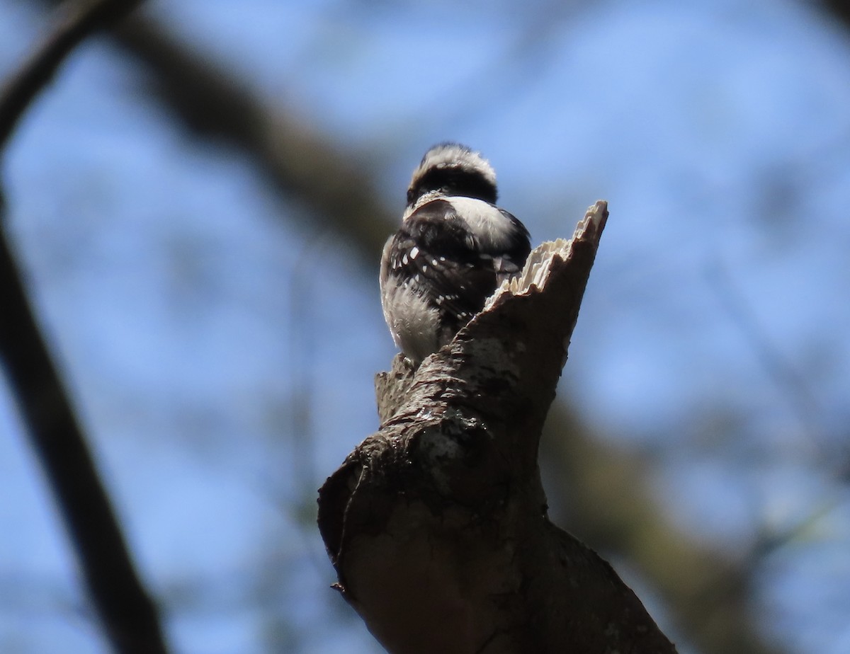 Downy Woodpecker - Sue Beatty