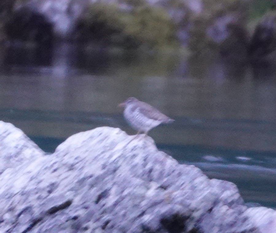 Spotted Sandpiper - ML563755081