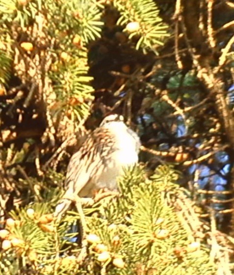 Chipping Sparrow - ML563755101