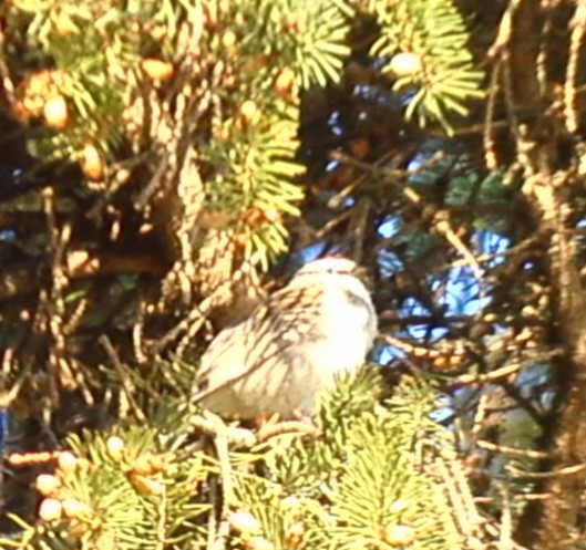 Chipping Sparrow - ML563755111