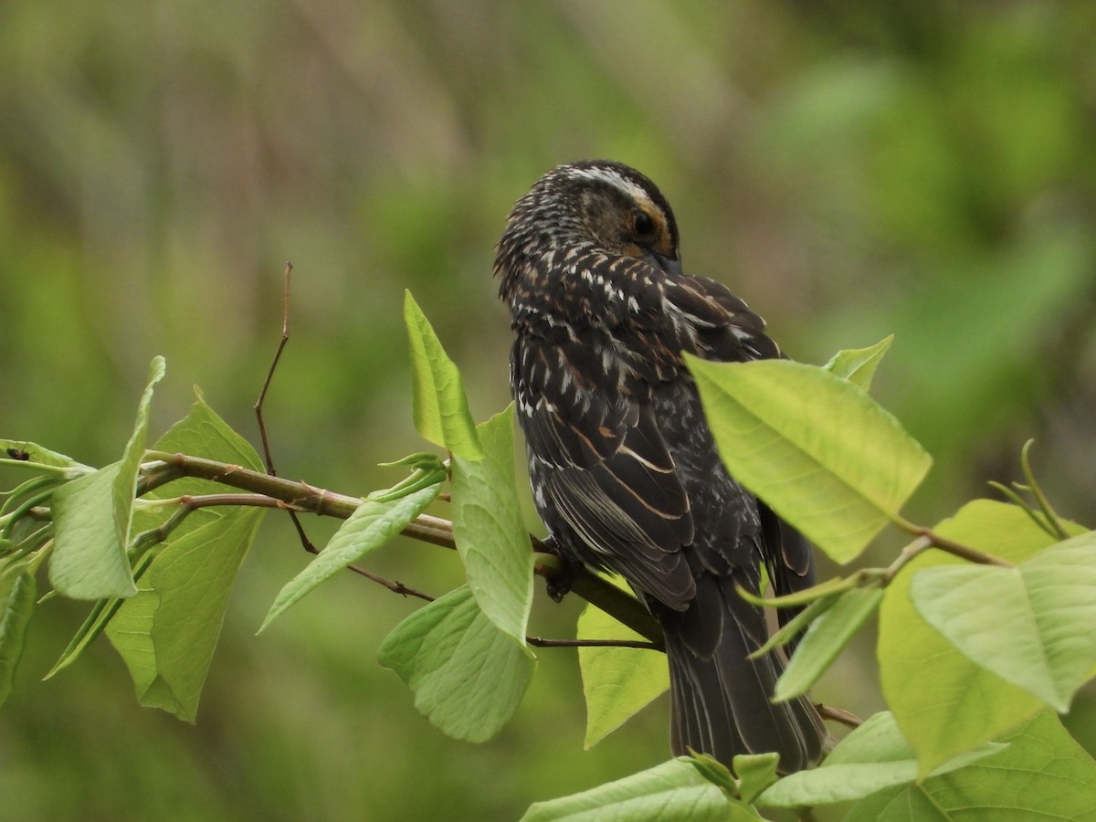 vlhovec červenokřídlý - ML563755871