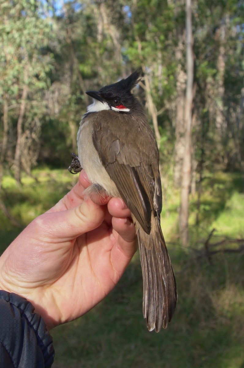 Red-whiskered Bulbul - ML563757101
