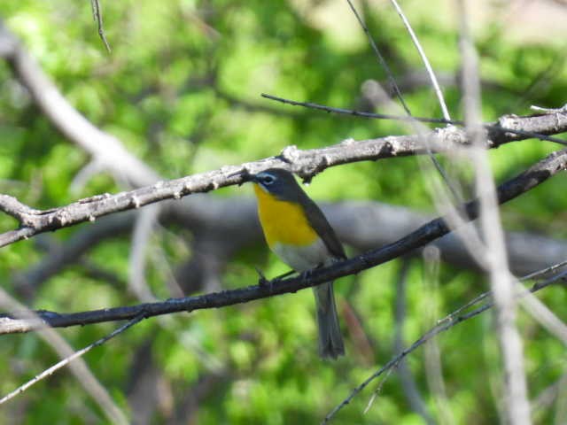 Yellow-breasted Chat - ML563757301