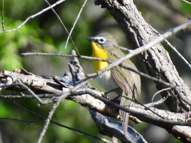 Yellow-breasted Chat - ML563757311
