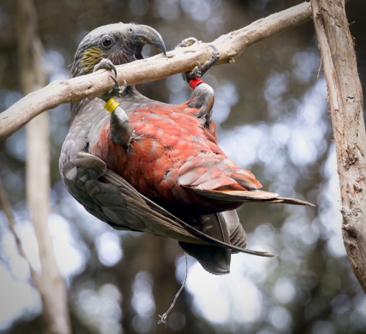 New Zealand Kaka - ML563758721